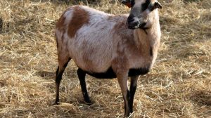 Αιτωλοακαρνανία: Αυστηρά μέτρα για την ανάσχεση της ευλογιάς των αιγοπροβάτων