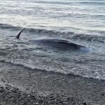 Τρεις νεκρές φάλαινες μέσα σε 24 ώρες στην Κρήτη