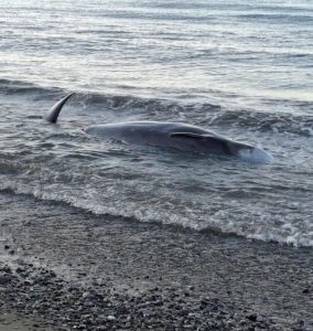 Τρεις νεκρές φάλαινες μέσα σε 24 ώρες στην Κρήτη