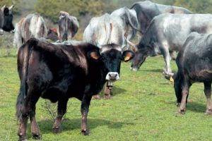 Φρούτα και τιμές κρέατος στήριξαν το αγροτικό εισόδημα Ιουλίου