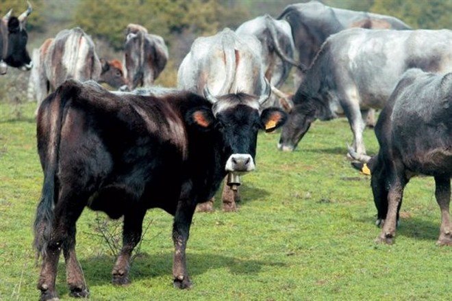 Φρούτα και τιμές κρέατος στήριξαν το αγροτικό εισόδημα Ιουλίου