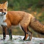 Ξεκίνησε η 21η εμβολιαστική εκστρατεία κατά της λύσσας των αλεπούδων