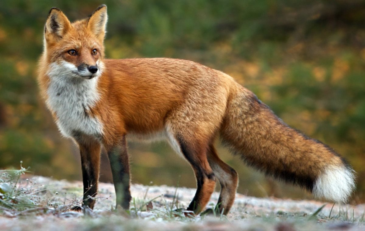 Ξεκίνησε η 21η εμβολιαστική εκστρατεία κατά της λύσσας των αλεπούδων