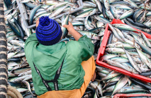 Ορόσημο για μείωση υπεραλίευσης η έναρξη συμφωνίας του ΠΟΕ για τις επιδοτήσεις αλιείας