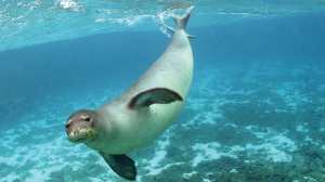 Διεθνή πιστοποίηση από ΗΠΑ για τη στρατηγική διαφύλαξης των θαλάσσιων θηλαστικών της Ελλάδας