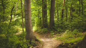 Η Ινδονησία πιέζει την ΕΕ για τον κανονισμό αποδάσωσης ενόψει νέας εμπορικής συμφωνίας