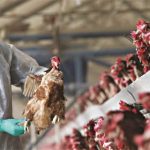 Νέα εργαλειοθήκη από την ΕΕ για προστασία των κτηνοτροφικών εκμεταλλεύσεων από την γρίπη των πτηνών