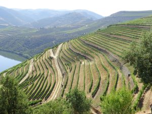 Πρωτοπορία για υγεία του εδάφους με «ζωντανά εργαστήρια» για τον ελαιώνα