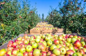 Αυξητικές τάσεις για τις ελληνικές εξαγωγές νωπών φρούτων και λαχανικών στο α’ επτάμηνο - Fresher