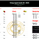 Συνεχίζονται οι εξαγωγές άωρων ελληνικών ακτινιδίων στην Ολλανδία, αποστολές και στη Βραζιλία - Fresher