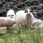 Ύποψία ευλογιάς αιγοπροβάτων σε εκτροφές στην Αιτωλοακαρνανία