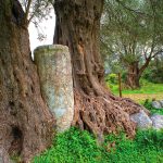 Η μεγάλη υπόσχεση για το ελαιόλαδο της Κρήτης που με το ΠΓΕ αποκτά ευρωπαϊκή προστασία
