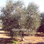Παρατηρητήριο Τιμών Ελαιολάδου και Επιτραπέζιας Ελιάς (12/9/2025)