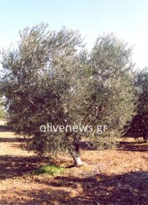 Παρατηρητήριο Τιμών Ελαιολάδου και Επιτραπέζιας Ελιάς (12/9/2025)