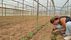 Αγροτικά Προϊόντα: ΘωρακίΖΟΥΜΕ την Πιπεριά παρέα με την Andermatt Anthesis