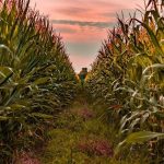 Ανοδικές οι τιμές του ουκρανικού καλαμποκιού λόγω αυξημένης ζήτησης στην ΕΕ