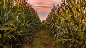 Ανοδικές οι τιμές του ουκρανικού καλαμποκιού λόγω αυξημένης ζήτησης στην ΕΕ