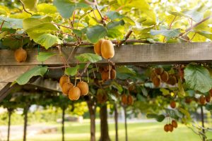 Κρίσιμος για την ορθή διάγνωση προβλημάτων του ακτινιδίου ο χρονικός προσδιορισμός των συμπτωμάτων - Fresher