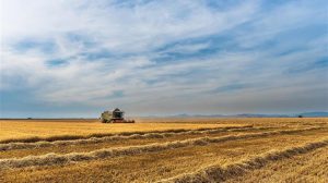 Η Κίνα αναμένει συγκομιδή-ρεκόρ σε σιτηρά το 2025