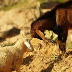 "Μπλόκο" από την Κρήτη στην είσοδο αιγοπροβάτων από την υπόλοιπη Ελλάδα
