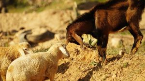 "Μπλόκο" από την Κρήτη στην είσοδο αιγοπροβάτων από την υπόλοιπη Ελλάδα