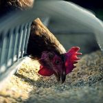 Το δίλημμα του ευρωπαϊκού κοτόπουλου ανάμεσα στην καλή διαβίωση και στο αυξανόμενο κόστος