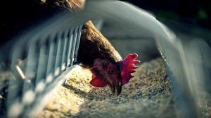 Το δίλημμα του ευρωπαϊκού κοτόπουλου ανάμεσα στην καλή διαβίωση και στο αυξανόμενο κόστος