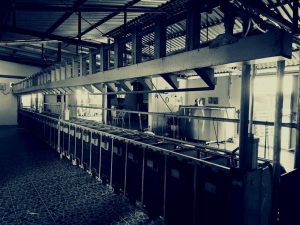 Αγροτικές Ειδήσεις: Όταν η ευλογιά συναντά την κτηνοτροφία η σκληρή πραγματικότητα πίσω από τους αριθμούς