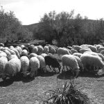 Ευλογιά αιγοπροβάτων: Πλήρης απαγόρευση εξαγωγών αιγοπροβάτων από τη Βουλγαρία