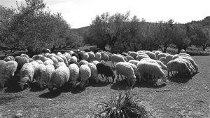 Ευλογιά αιγοπροβάτων: Πλήρης απαγόρευση εξαγωγών αιγοπροβάτων από τη Βουλγαρία