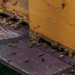 Από σήμερα οι δηλώσεις κατεχόμενων κυψελών έτους 2025