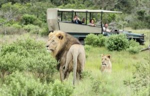 Φύλακας ζωολογικού κήπου σκοτώθηκε από λιοντάρια στην Ταϊλάνδη