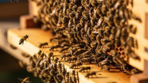 Ανεπαρκής η στήριξη στους μελισσοκόμους που επλήγησαν από τον «Daniel»