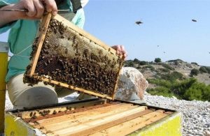 Ανεπαρκή στήριξη μελισσοκόμων που επλήγησαν από Daniel καταγγέλλει ο Κόκκαλης