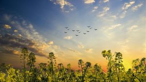 Πτώση στις τιμές ελαιοκράμβης του Euronext