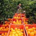 Αμφιβολίες Freshfel για τα οφέλη της εμπορικής συμφωνίας με Ινδονησία για νωπά οπωροκηπευτικά Ευρώπης - Fresher