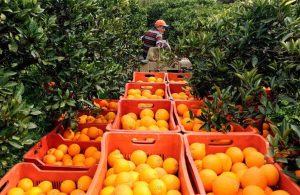 Αμφιβολίες Freshfel για τα οφέλη της εμπορικής συμφωνίας με Ινδονησία για νωπά οπωροκηπευτικά Ευρώπης - Fresher