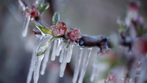 Εφάπαξ στο 100% της αξίας πορίσματος η εξόφληση για παγετούς Άνοιξης 2025 τέλη Οκτωβρίου λέει ο Ανδριανός - Fresher