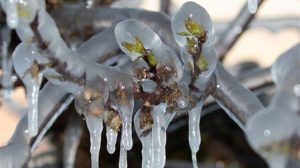 Εντός Οκτωβρίου οι αποζημιώσεις για τον εαρινό παγετό στο Αμύνταιο