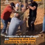 Οι Παλαιστίνιοι ξαναφυτεύουν τις ελιές που ξεριζώνει ο ισραηλινός στρατός
