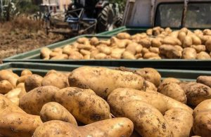 Αυξήθηκαν οι εισαγωγές φρούτων και λαχανικών στο α' οκτάμηνο, αναγκαία η ενίσχυση εξαγωγών - Fresher