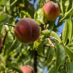 Το REACT «κόβει» τα φτερά στη μύγα της Μεσογείου που πλήττει καλλιέργειες - Fresher