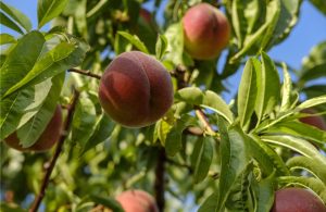 Το REACT «κόβει» τα φτερά στη μύγα της Μεσογείου που πλήττει καλλιέργειες - Fresher