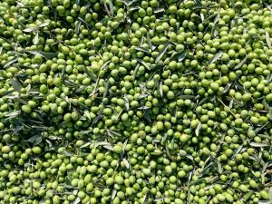 Αγουρέλαιο: Ο πράσινος θησαυρός του Οκτώβρη