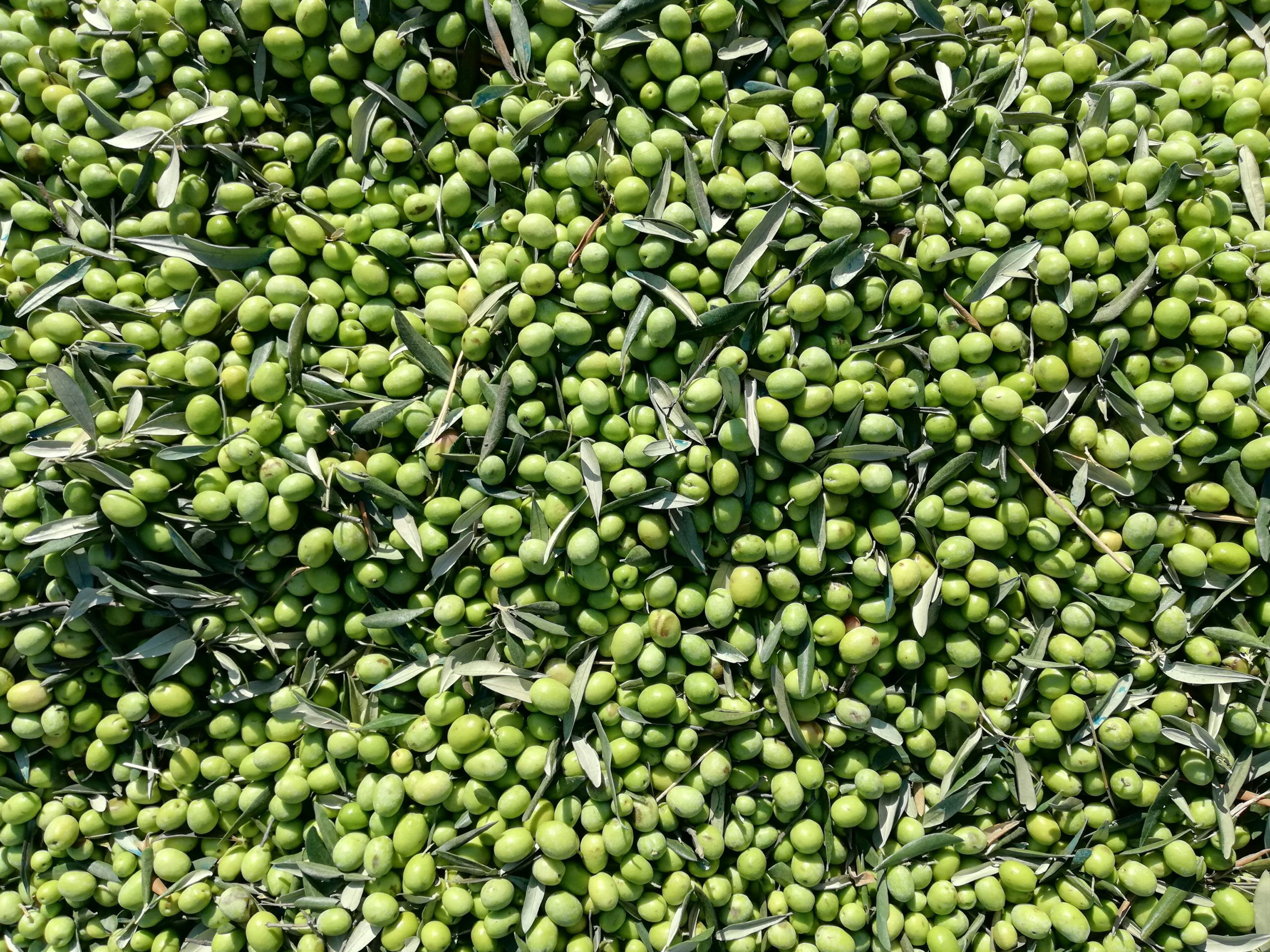 Αγουρέλαιο: Ο πράσινος θησαυρός του Οκτώβρη