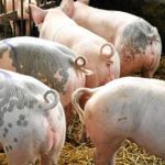 Η Αφρικανική Πανώλη "θέρισε" αγρόκτημα με 20.000 χοίρους στη Λετονία