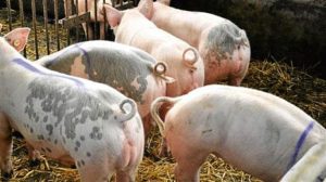 Η Αφρικανική Πανώλη "θέρισε" αγρόκτημα με 20.000 χοίρους στη Λετονία