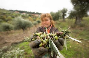 Ελαίας Καρπός