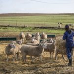 Άμεσα 83 εκατ. ευρώ στους  προβατοτρόφους, για τέλος  2025 η αντικατάσταση  ζώων