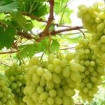 Δύσκολος τρύγος σε όλη την Ελλάδα: Παγετός και ξηρασία μειώνουν την παραγωγή σταφυλιών